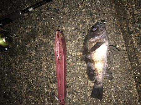 久しぶりにメバル